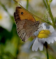 Die gute Nachricht: Die bunte Jahreszeit ,Frühling ist schon da. ...