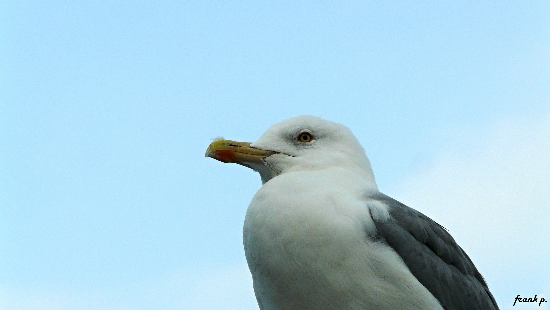 Die Guten Morgen Möwe