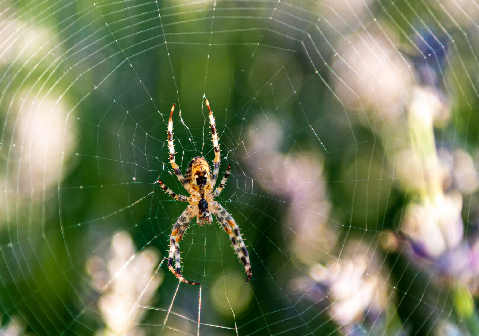 Die Guten Morgen Spinne