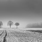 Die Haar nach leichtem Schneefall