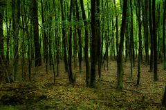 Die Haard Oer-Erkenschwick