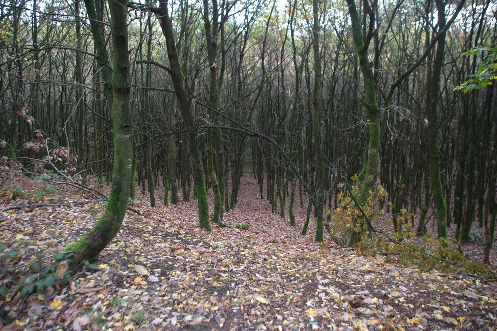 Die Haard Stimberg- und Jammertalroute 02