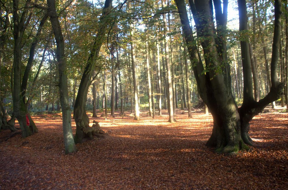 Die Haard Stimberg- und Jammertalroute 06