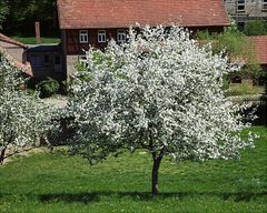 Die Haardt-Mühle ...