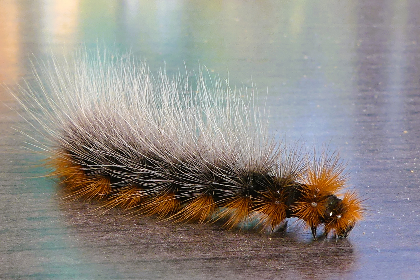 Die haarige Raupe des Braunen Bärs kriecht hier Foto & Bild natur