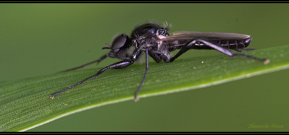 Die Haarmücke (Bibionidae) [Vers 2]