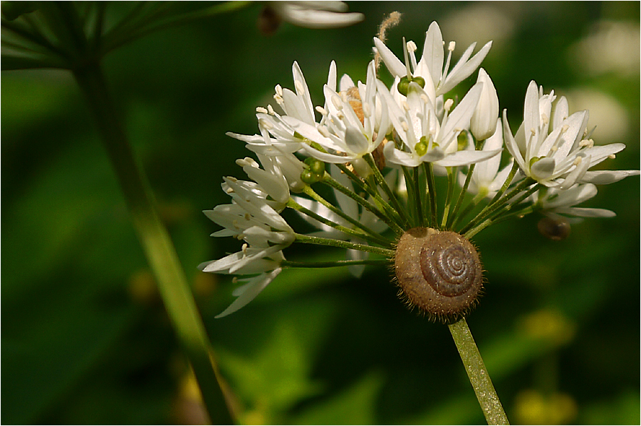 Die HaarSchnecke...