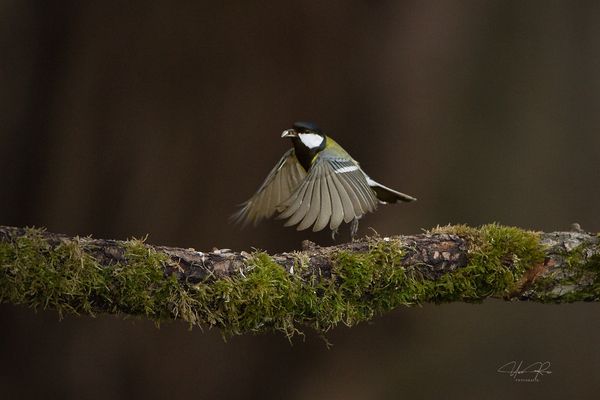 Die haben doch eine Meise.