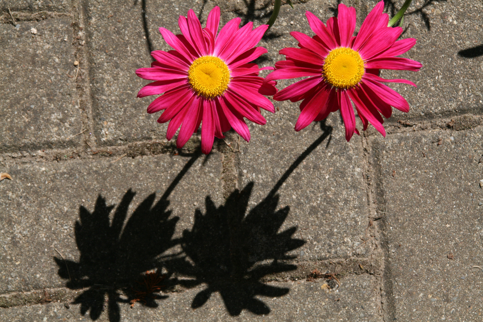 Die haben doch 'n Schatten!