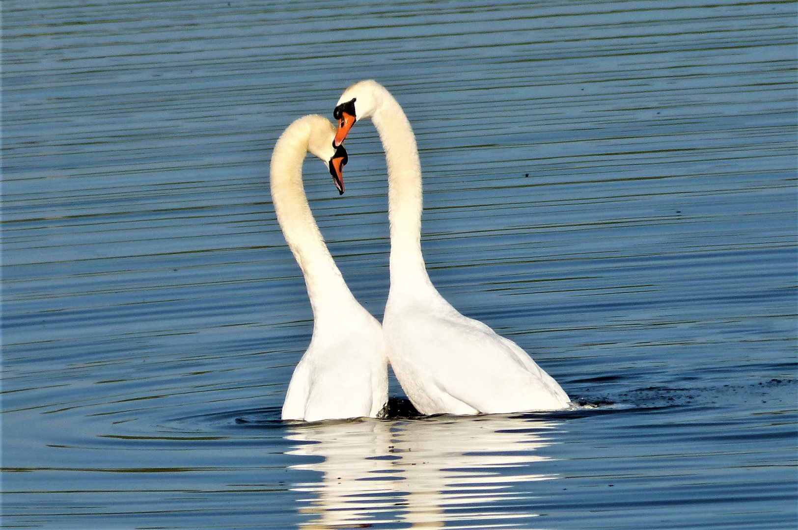 Die haben sich lieb Foto & Bild | natur, tiere, vögel Bilder auf