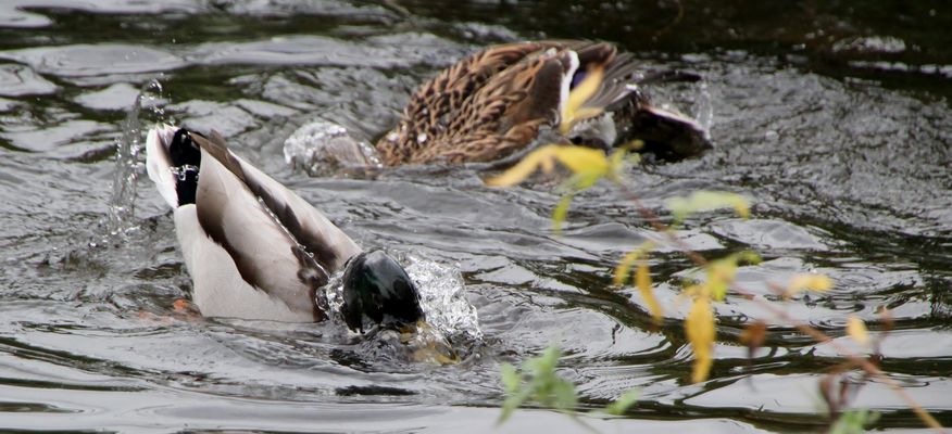 Die haben Spass beim tauchen!