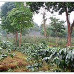 Die Hänge der Roça Monte Café - São Tomé e Príncipe