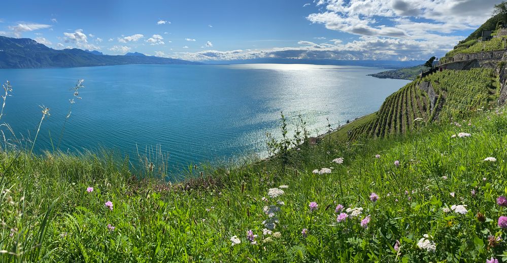 Die Hänge des Lavaux