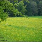 Die Häschen in der Wiese...