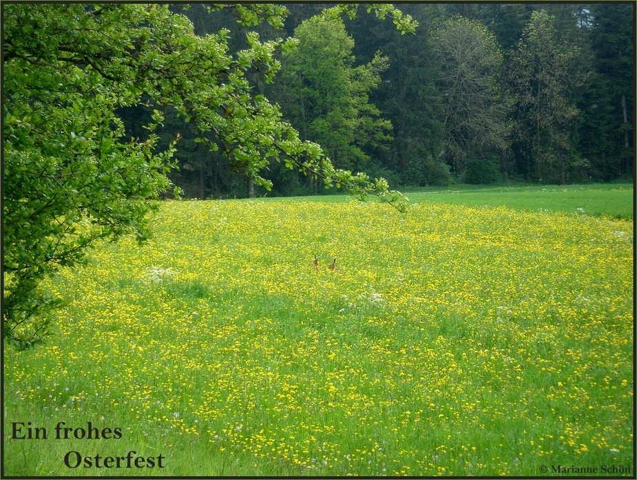 Die Häschen in der Wiese...