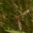 Die häufige Frühlings-Schnake (Tipula vernalis) - ...