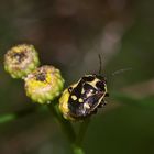 Die häufige Kohlwanze (Eurydema oleracea = oleraceum