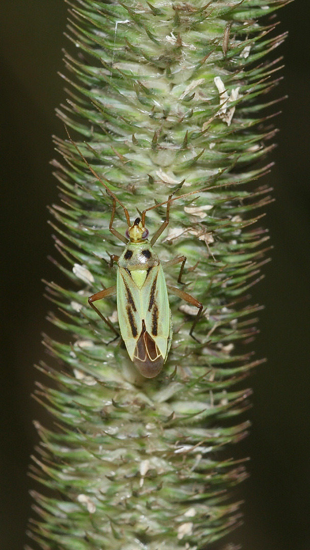 Die häufige Weichwanze (Fam. Miridae) STENOTUS BINOTATUS ...