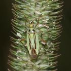 Die häufige Weichwanze (Fam. Miridae) STENOTUS BINOTATUS ...