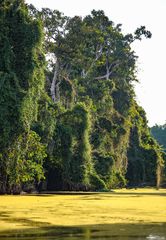 Die Häuser der Waldmenschen