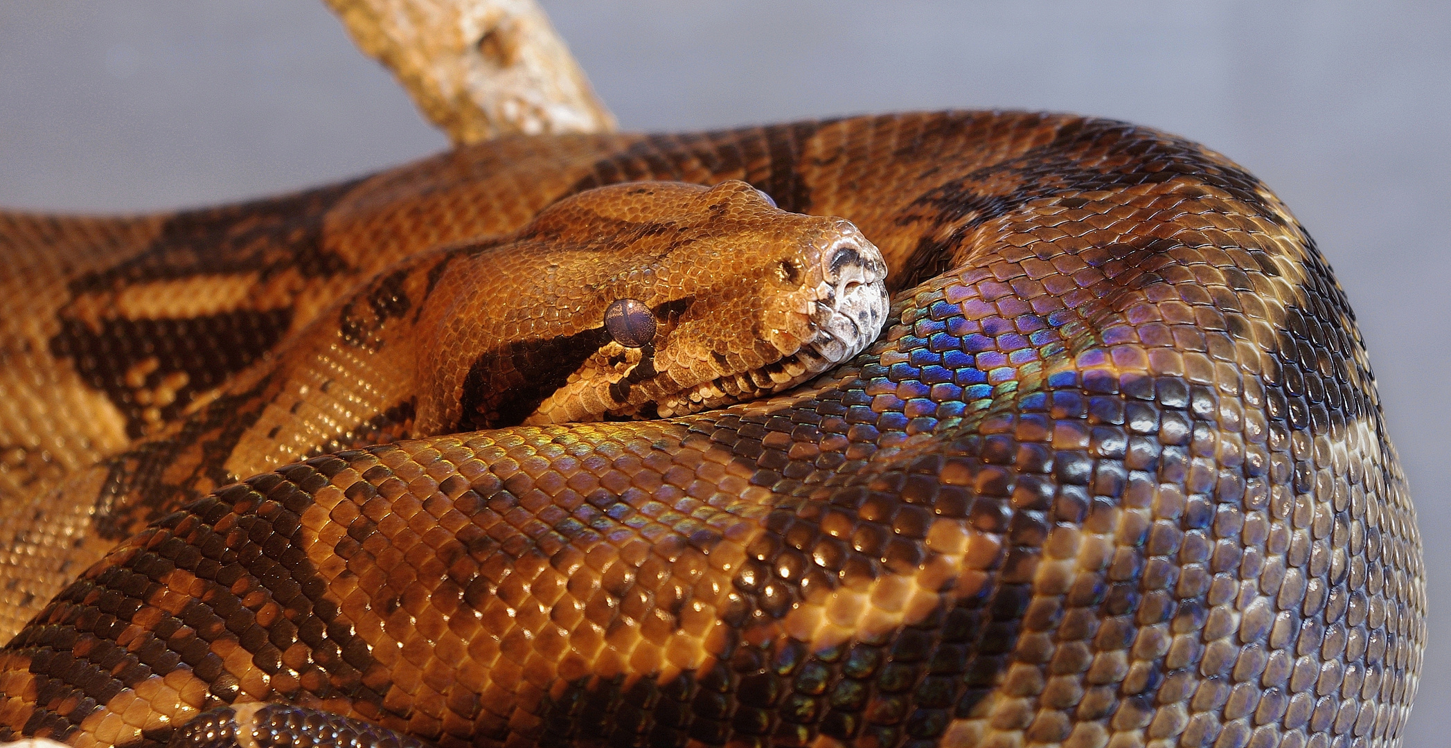 Die Häutung Foto & Bild tiere, haustiere, terraristik Bilder auf