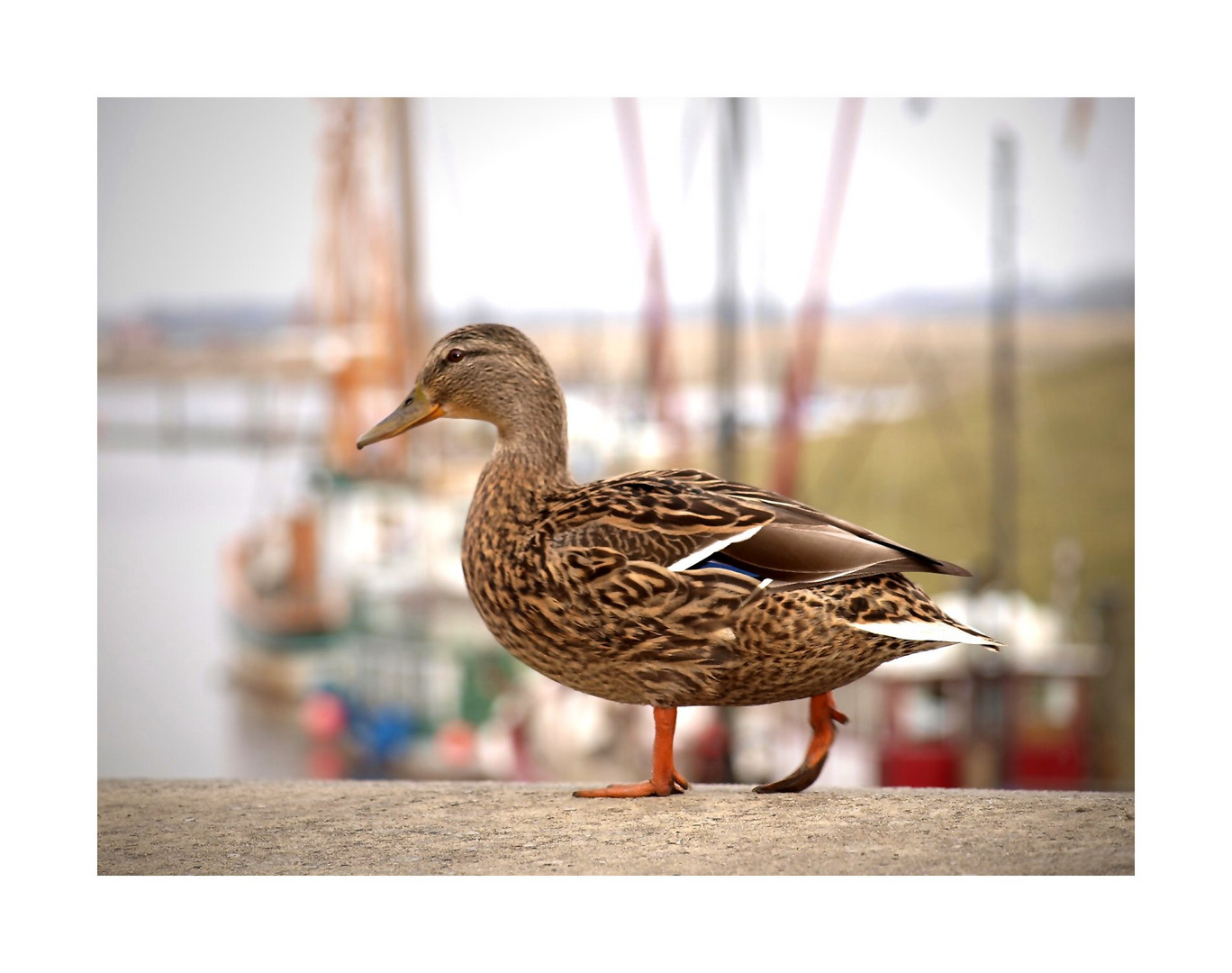 ~ Die Hafen-Ente ~