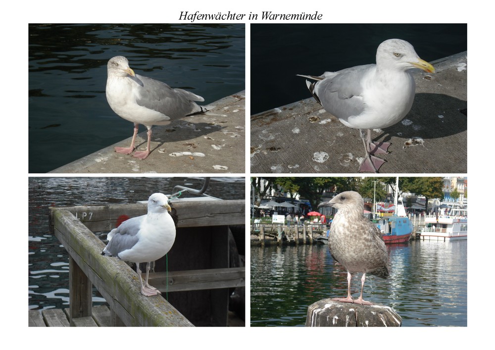 Die Hafenwächter am Hafen in Warnemünde