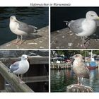 Die Hafenwächter am Hafen in Warnemünde