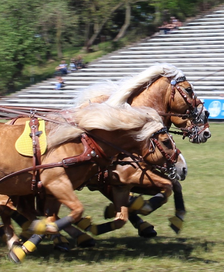 Die Haflinger-Quadrille in vollem Galopp