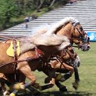 Die Haflinger-Quadrille in vollem Galopp