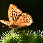 Die Hain-Klette (Arctium nemorosum) mit ihrem