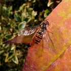 Die Hain- oder Gemeine Winterschwebfliege (Episyrphus balteatus)