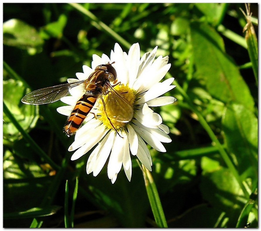 Die Hain-Schwebfliege...