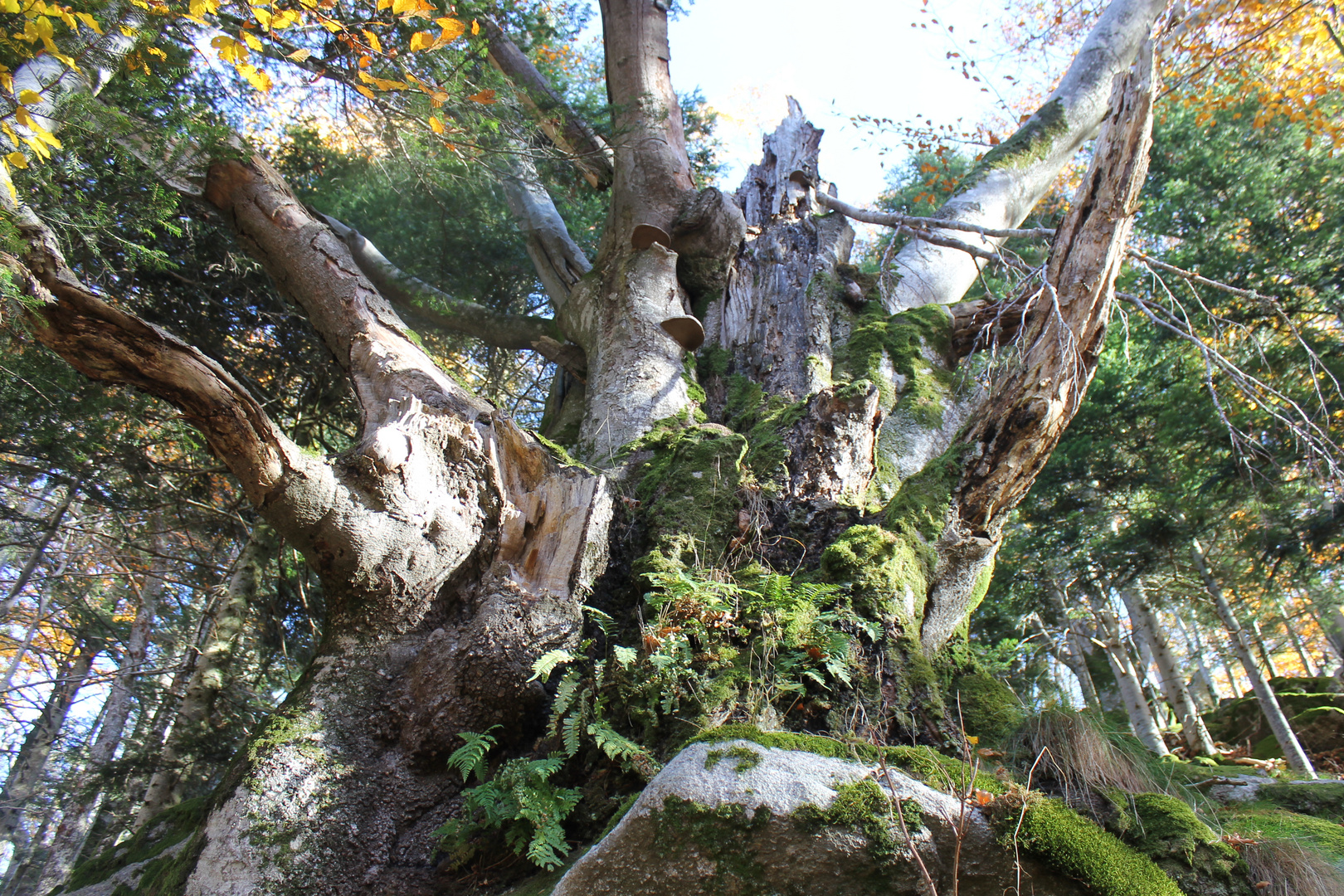 die Hainbuche im Herbst