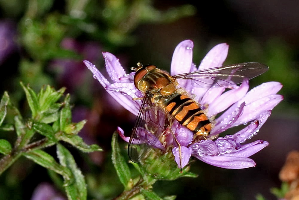 die Hainschwebfliege