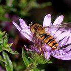 die Hainschwebfliege