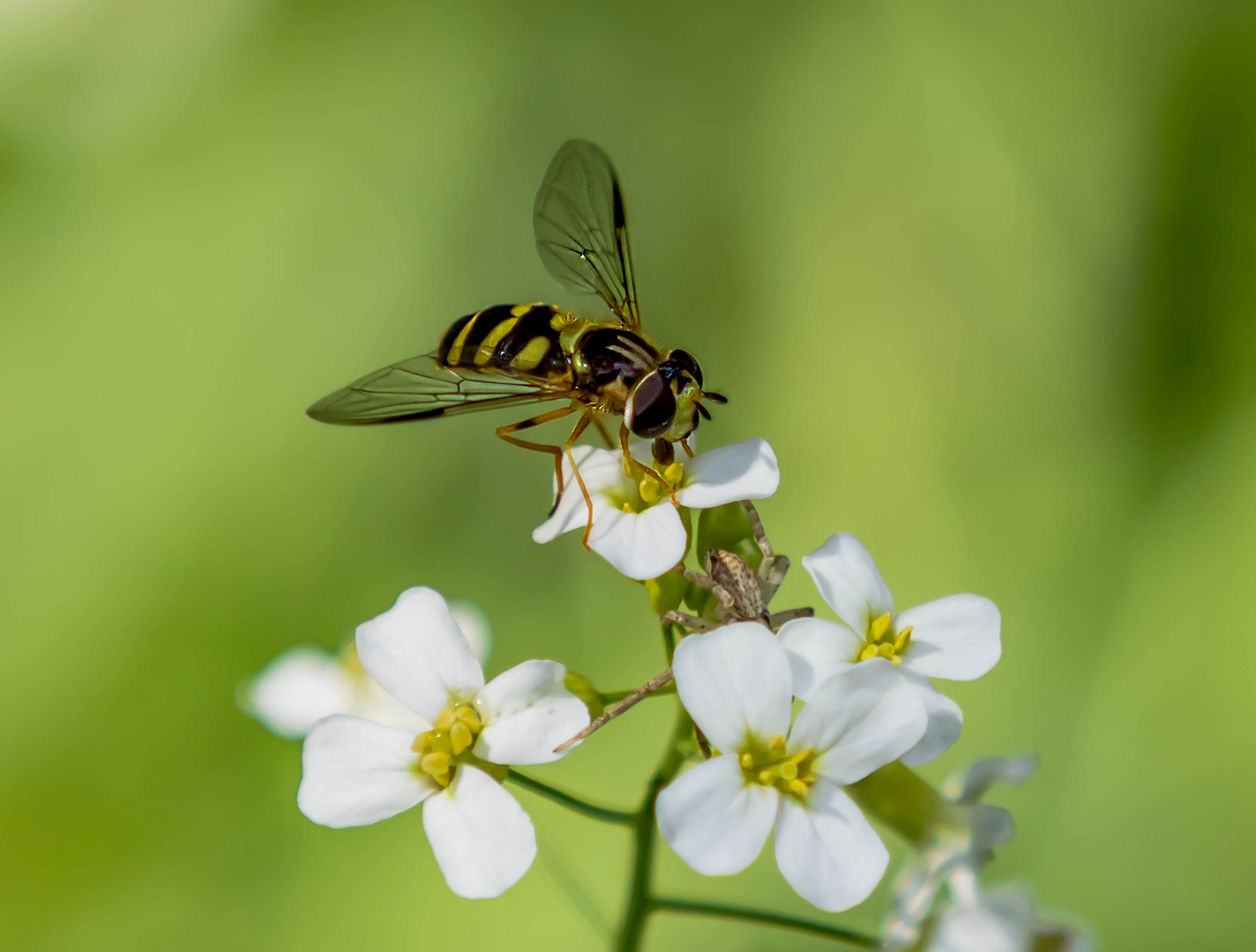 Die Hainschwebfliege