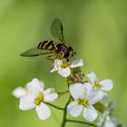 Die Hainschwebfliege