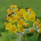 Die Hainschwebfliege auf Nahrungssuche