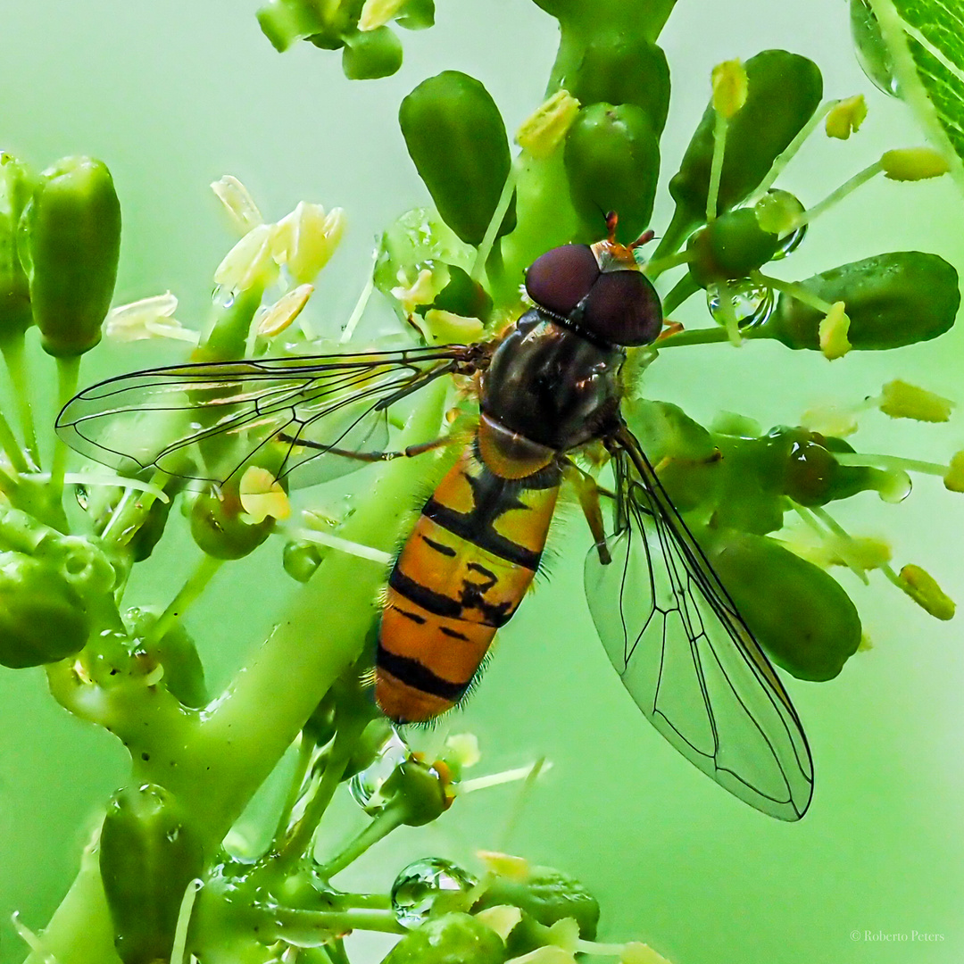 Die Hainschwebfliege