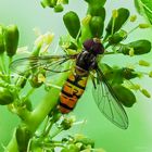 Die Hainschwebfliege