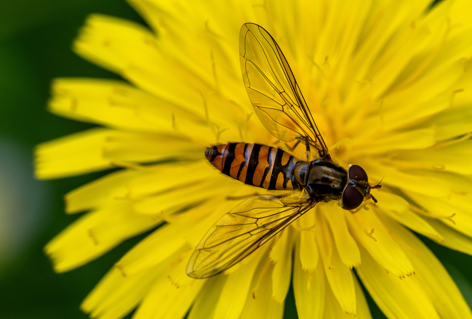 Die Hainschwebfliege