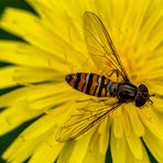 Die Hainschwebfliege