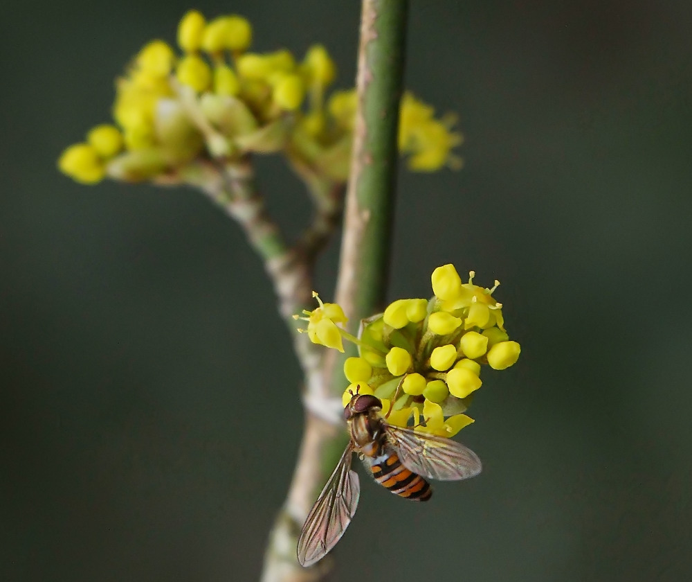 Die Hainschwebfliege ...