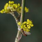 Die Hainschwebfliege ...