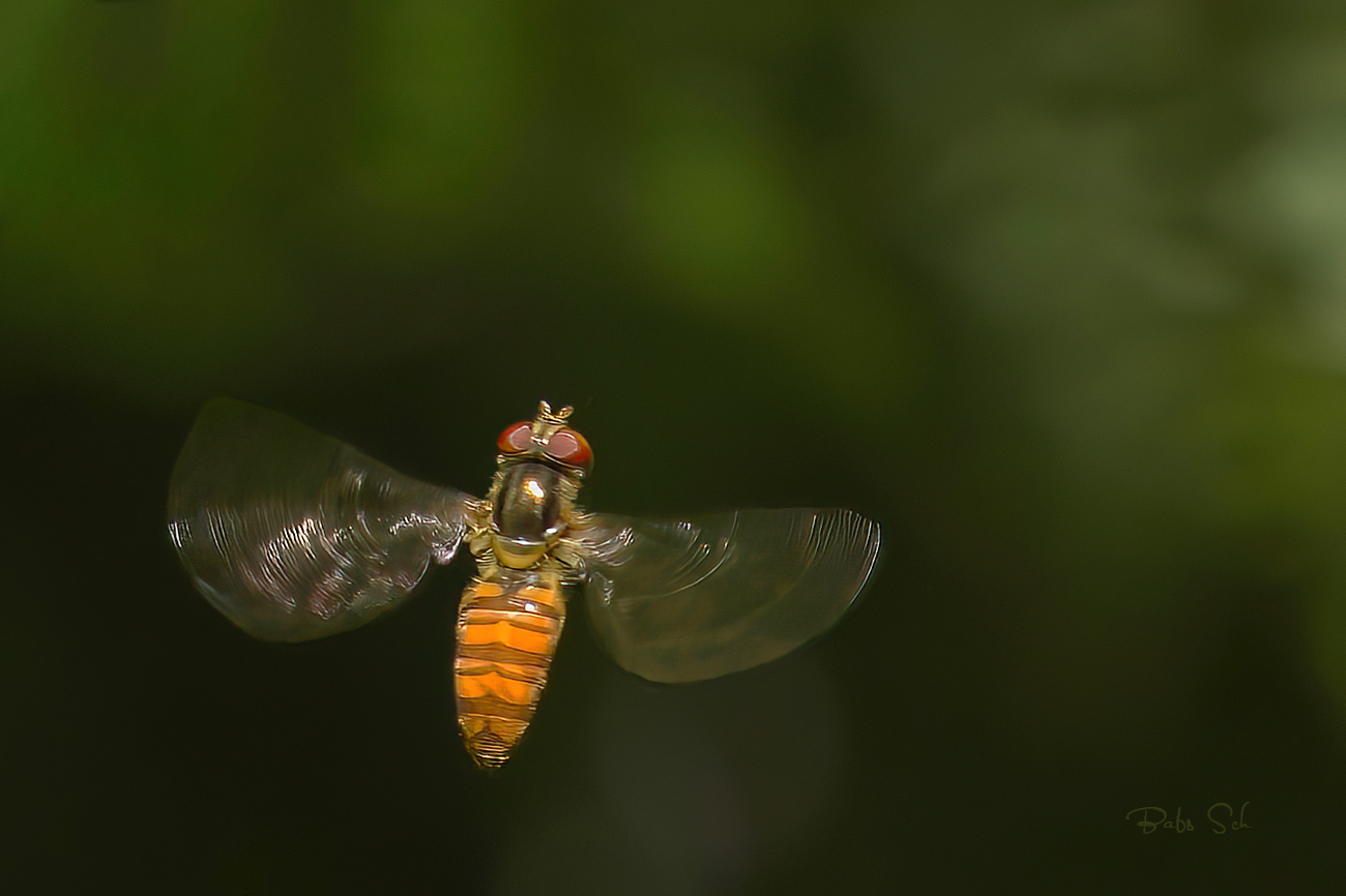 Die Hainschwebfliege 