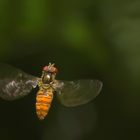 Die Hainschwebfliege 