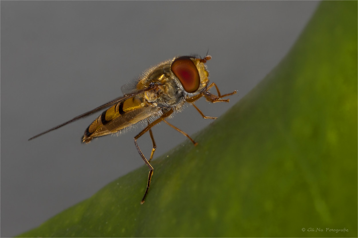 Die Hainschwebfliege (Episyrphus balteatus),