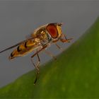 Die Hainschwebfliege (Episyrphus balteatus),