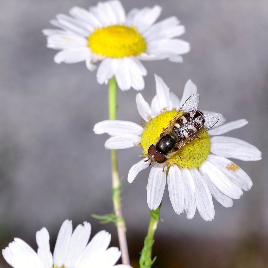 Die Halbmond-Schwebfliege, deren Larve auf dem vorigen Bild zu sehen ist